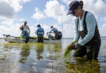 Gulf of America Alliance Initiates 20 New Projects for Coastal Strengthening